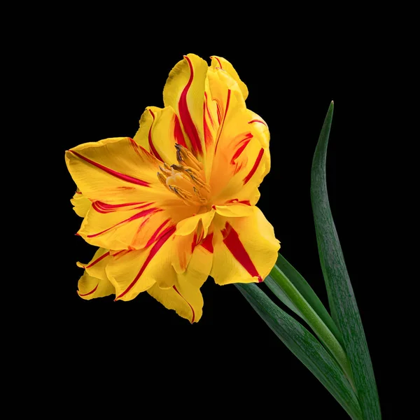 Prachtige geel-rode bloeiende tulp met groene stengel en bladeren geïsoleerd op zwarte achtergrond. Close-up opname. — Stockfoto