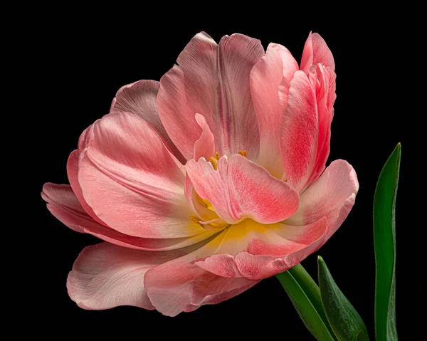 Yeşil saplı güzel pembe-beyaz lale ve siyah arka planda izole edilmiş yapraklar. Yakın çekim..