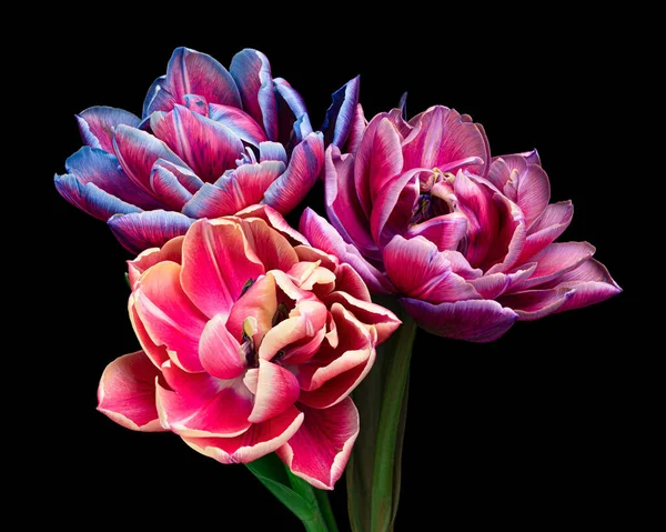 Gyönyörű multicolor virágzó tulipán szárral és levelek elszigetelt fekete háttérrel. Elegáns csokor. Közelkép.. — Stock Fotó