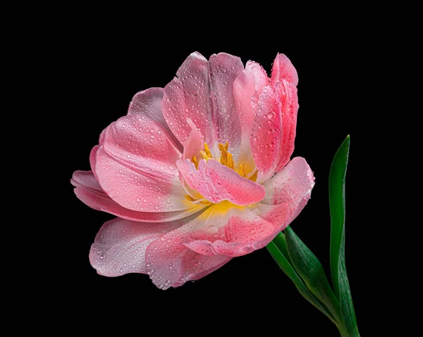 Mooie roze-witte bloeiende tulp met groene stengel en bladeren geïsoleerd op zwarte achtergrond, waterdruppels, stuifmeel. Studioshoot. — Stockfoto