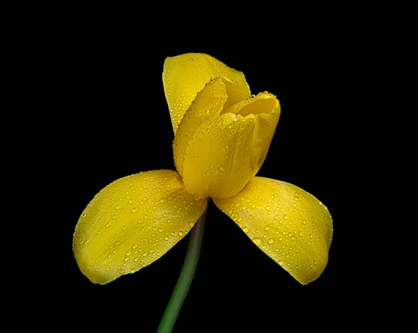 Gele bloeiende tulp met groene steel en waterdruppels geïsoleerd op zwarte achtergrond. Close-up opname. — Stockfoto