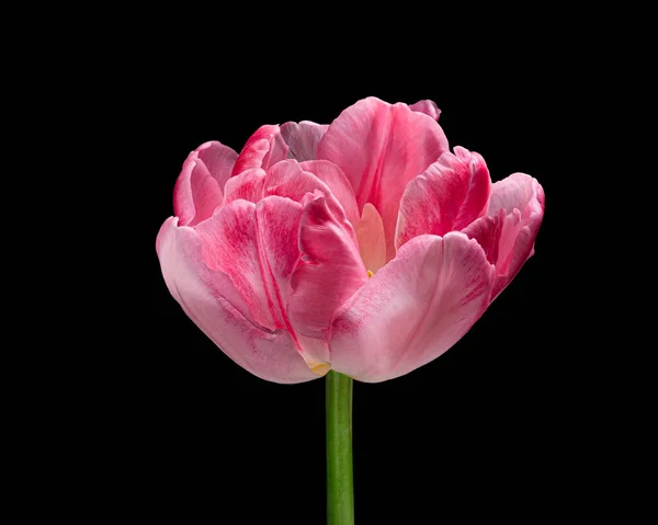 Siyah arka planda yeşil saplı güzel pembe-beyaz çiçek açan lale. Stüdyo çekimi.