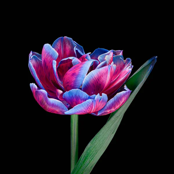 Piękny wielobarwny kwitnący tulipan z łodygą i liściem izolowane na czarnym tle. Zbliżenie studio strzał. — Zdjęcie stockowe