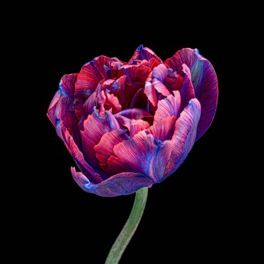 Siyah arka planda izole edilmiş, çok renkli, güzel bir lale. Yakın çekim stüdyo çekimi..