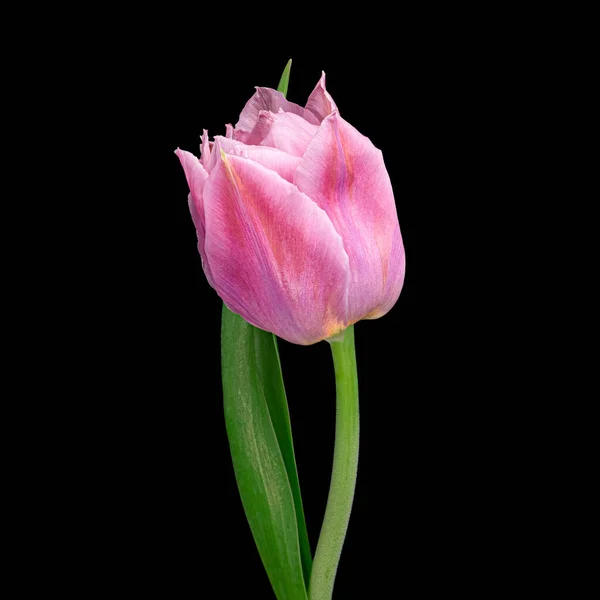 Schöne rosa blühende Tulpe mit grünem Stamm und Blatt isoliert auf schwarzem Hintergrund. Nahaufnahme aus dem Studio. — Stockfoto