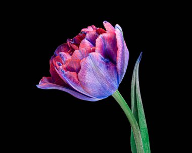 Siyah zemin üzerinde yaprak ve gövdesi olan çok renkli, güzel bir lale. Yakın çekim stüdyo çekimi..