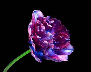 Siyah arka planda izole edilmiş yeşil saplı çok renkli güzel bir lale. Yakın çekim stüdyo çekimi..