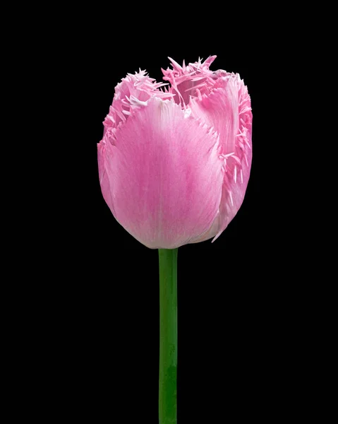 Gyönyörű rózsaszín-fehér virágzó tulipán zöld szár elszigetelt fekete háttér, stúdió közelkép lövés. — Stock Fotó