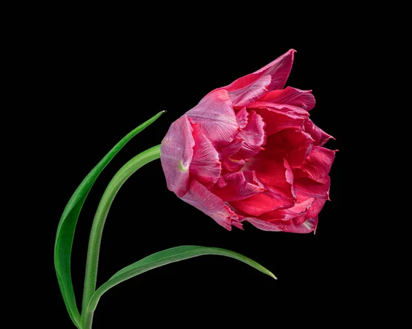 Gyönyörű piros virágzó tulipán zöld szárú és levelek elszigetelt fekete háttérrel. Stúdió felvétel. — Stock Fotó