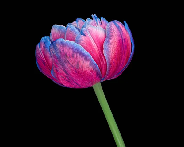 Gyönyörű multicolor virágzó tulipán szárával elszigetelt fekete háttérrel. Közelkép stúdió felvétel.. — Stock Fotó