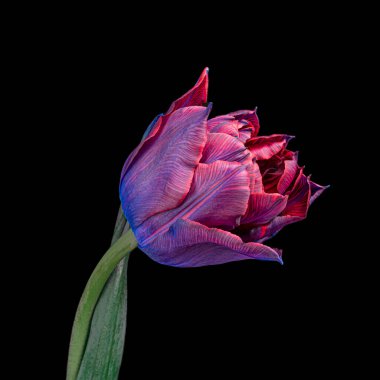 Yeşil saplı ve siyah arkaplanda yaprağı olan çok renkli, güzel lale çiçeği. Yakın çekim stüdyo çekimi..