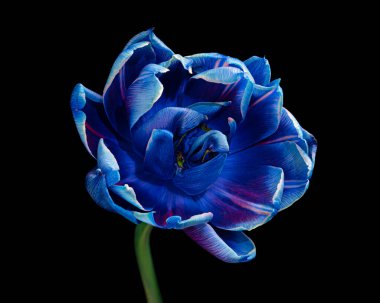 Yeşil saplı ve siyah arka planda izole edilmiş güzel çok renkli lale. Yakın çekim stüdyo çekimi..