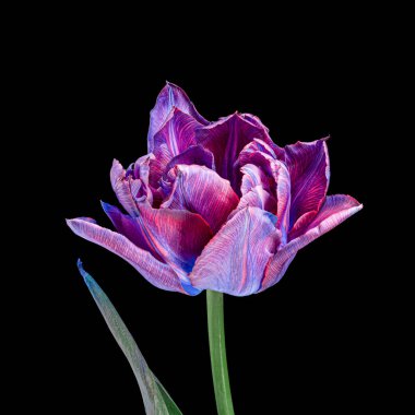 Siyah zemin üzerinde yaprak ve gövdesi olan çok renkli, güzel bir lale. Yakın çekim stüdyo çekimi..