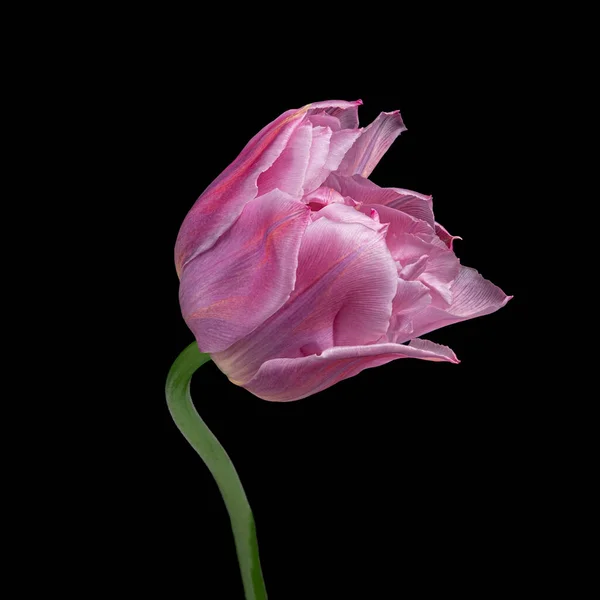 Gyönyörű rózsaszín virágzó tulipán zöld szárú elszigetelt fekete háttérrel. Stúdió közeli felvétel. — Stock Fotó