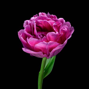 Yeşil saplı ve siyah arkaplanlı güzel kırmızı-mor renkli lale. Stüdyo çekimi.