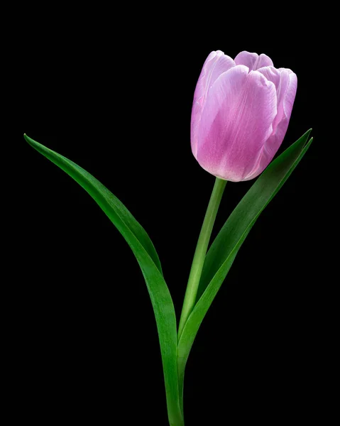 Yeşil saplı, güzel pembe lale ve siyah arka planda izole yapraklar. Stüdyo yakın çekim.
