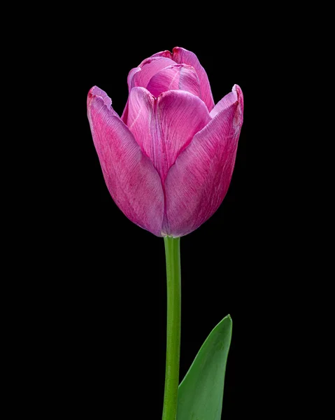 Prachtige rood-paarse bloeiende tulp met groene steel en blad geïsoleerd op zwarte achtergrond. Studioshoot. — Stockfoto