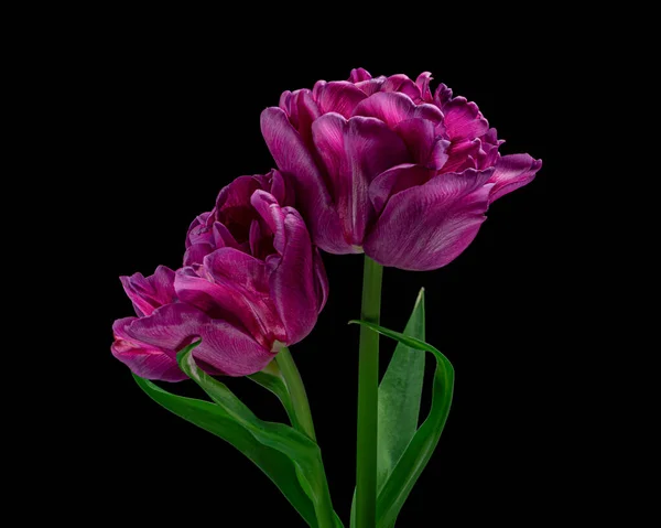 Gyönyörű vörös-lila virágzó tulipán zöld szárral és fekete alapon elszigetelt levéllel. Stúdió felvétel. — Stock Fotó
