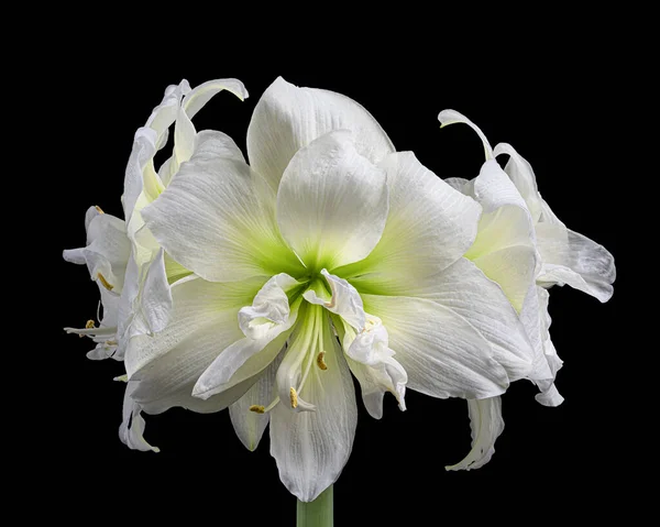 Mooie Hippeastrum witte bloemen bloeiwijze met groene stengel geïsoleerd op zwarte achtergrond. Studio close-up opname. — Stockfoto