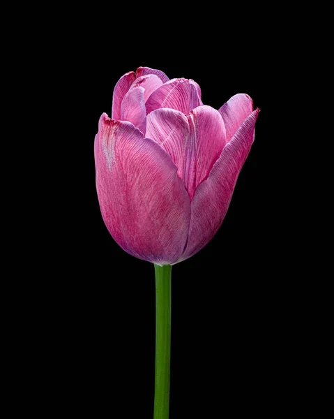 Beautiful red-purple blooming tulip with green stem isolated on black background. Studio shot. — Stock Fotó