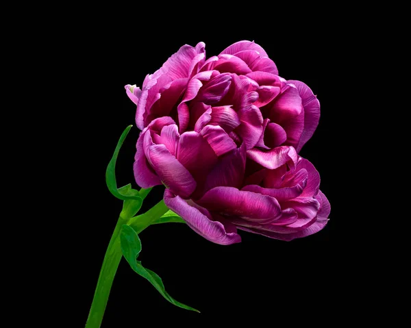 Gyönyörű vörös-lila virágzó tulipán zöld szárú és levelek elszigetelt fekete háttérrel. Stúdió felvétel. — Stock Fotó