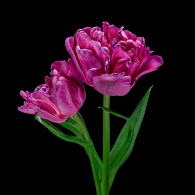 Yeşil saplı güzel kırmızı-mor laleler ve siyah arka planda izole edilmiş yapraklar. Stüdyo fotoğrafçılık.