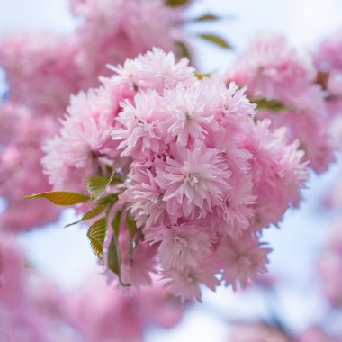 Gökyüzü ile bulanık arka planda güzel pembe çiçek açan Japon kirazı. Dışarıdan yakın çekim. Yüksek çözünürlüklü fotoğraf.