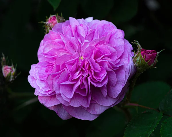 Hermosa Rosa Floreciente Rosa Con Brotes Aislados Sobre Fondo Negro —  Fotos de Stock