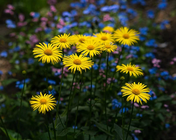 Beautiful Blooming Yellow Chamomile Flowers Green Leaves Aand Steams Blurred — Stock Photo, Image