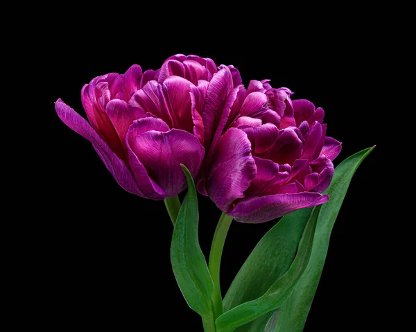 Beautiful Red Purple Tulips Green Stem Leaves Isolated Black Background — Foto de Stock