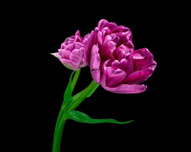 Yeşil saplı ve siyah arka planda yaprağı olan güzel kırmızı-mor laleler. Stüdyo fotoğrafçılık.