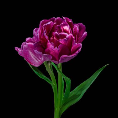 Yeşil saplı güzel kırmızı-mor laleler ve siyah arka planda izole edilmiş yapraklar. Stüdyo fotoğrafçılık.