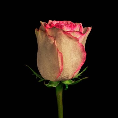 Siyah arka planda izole edilmiş yeşil saplı güzel pembe-beyaz çiçek başı, sıcak aydınlatma. Stüdyo fotoğrafçılığı.