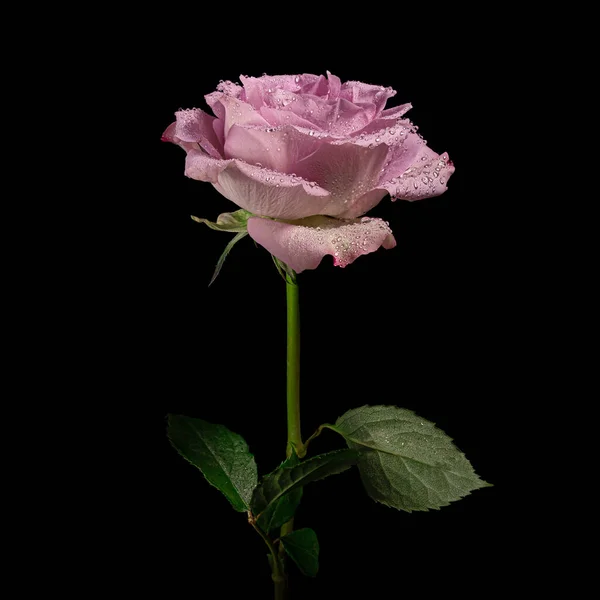 Schöne Rosa Blühende Rose Mit Grünem Stiel Und Blättern Isoliert — Stockfoto