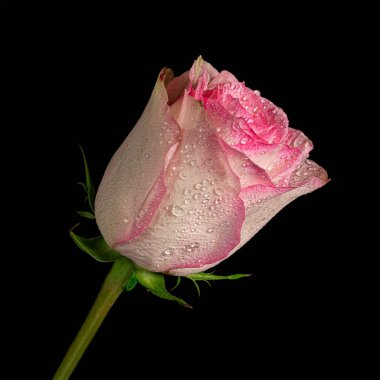 Siyah arka planda izole edilmiş yeşil saplı güzel pembe-beyaz gül başlığı, su damlaları. Stüdyo fotoğrafçılığı.