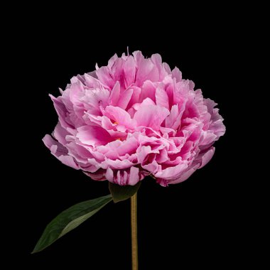 Siyah arka planda yaprak ve sapı olan güzel pembe çiçekli bir şakayık. Stüdyo fotoğrafçılığı.