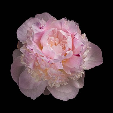 Güzel pembe-beyaz çiçekli şakayık siyah arka planda izole edilmiş, yukarıdan manzaralı. Stüdyo fotoğrafçılığı.