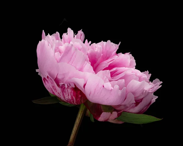 Gyönyörű Rózsaszín Virágzó Bazsarózsa Szárával Levelek Elszigetelt Fekete Háttérrel Stúdió — Stock Fotó