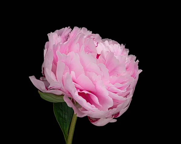Gyönyörű Rózsaszín Virágzó Bazsarózsa Szárával Levelek Elszigetelt Fekete Háttérrel Stúdió — Stock Fotó