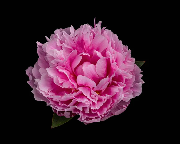 Gyönyörű Rózsaszín Virágzó Bazsarózsa Elszigetelt Fekete Háttér Zöld Levelek Kilátás — Stock Fotó