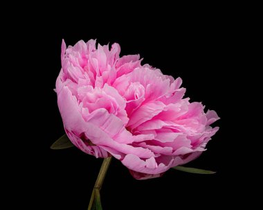 Siyah arka planda yaprak ve sapı olan güzel pembe çiçekli bir şakayık. Stüdyo fotoğrafçılığı.