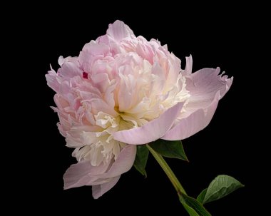 Siyah arka planda yaprak ve sapı olan güzel pembe-beyaz çiçek açan şakayık. Stüdyo fotoğrafçılığı.