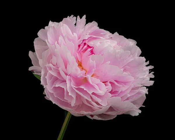 Gyönyörű Rózsaszín Fehér Virágzó Bazsarózsa Fekete Alapon Elszigetelt Szárral Stúdió — Stock Fotó