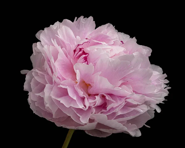 Hermosa Peonía Floreciente Rosa Blanca Con Tallo Aislado Sobre Fondo — Foto de Stock