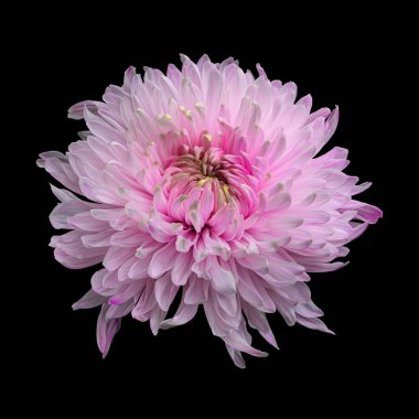 Güzel açan pembe-beyaz kasımpatı çiçeği siyah arka planda izole edilmiş. Stüdyo fotoğrafçılığı.