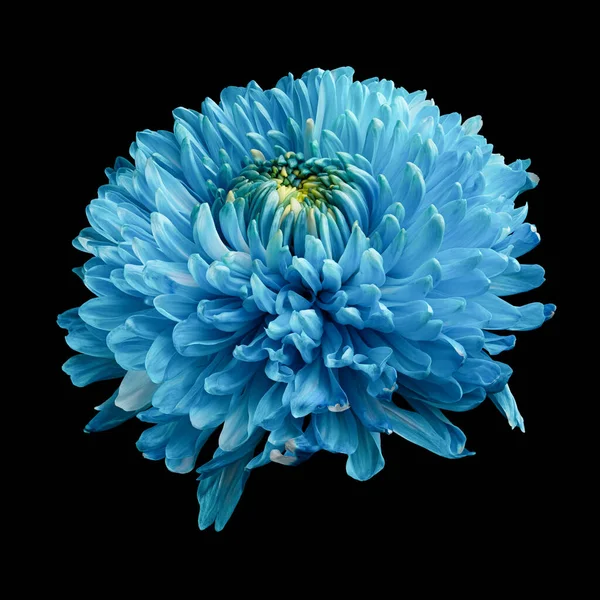 Beautiful blooming light blue chrysanthemum flower isolated on black background. Studio close-up photography.