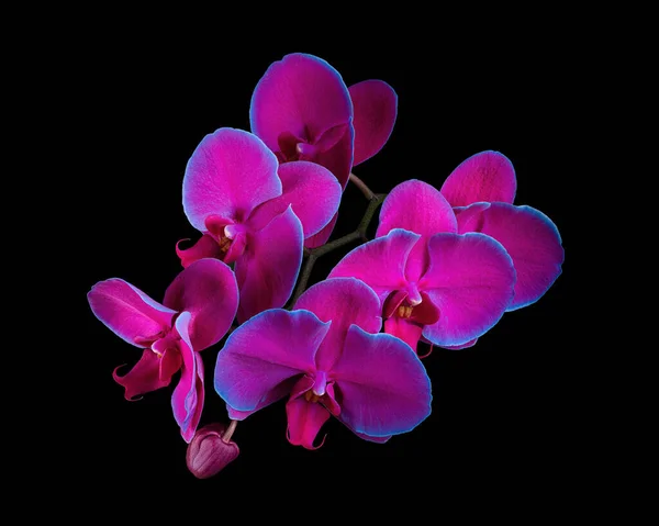 Güzel çiçek açan çok renkli Phalaenopsis infloresans tomurcuğu siyah arka planda izole. Stüdyo fotoğrafçılığı.