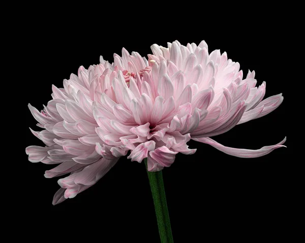 Gyönyörű Rózsaszín Fehér Krizantém Virág Zöld Szár Elszigetelt Fekete Háttérrel — Stock Fotó