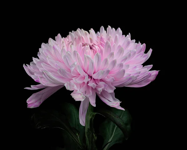 Beautiful Pink White Chrysanthemum Flower Green Stem Leaves Isolated Black — Stock Fotó