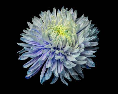 Beautiful blooming multycolor chrysanthemum flower head isolated on black background. Studio close-up photography.